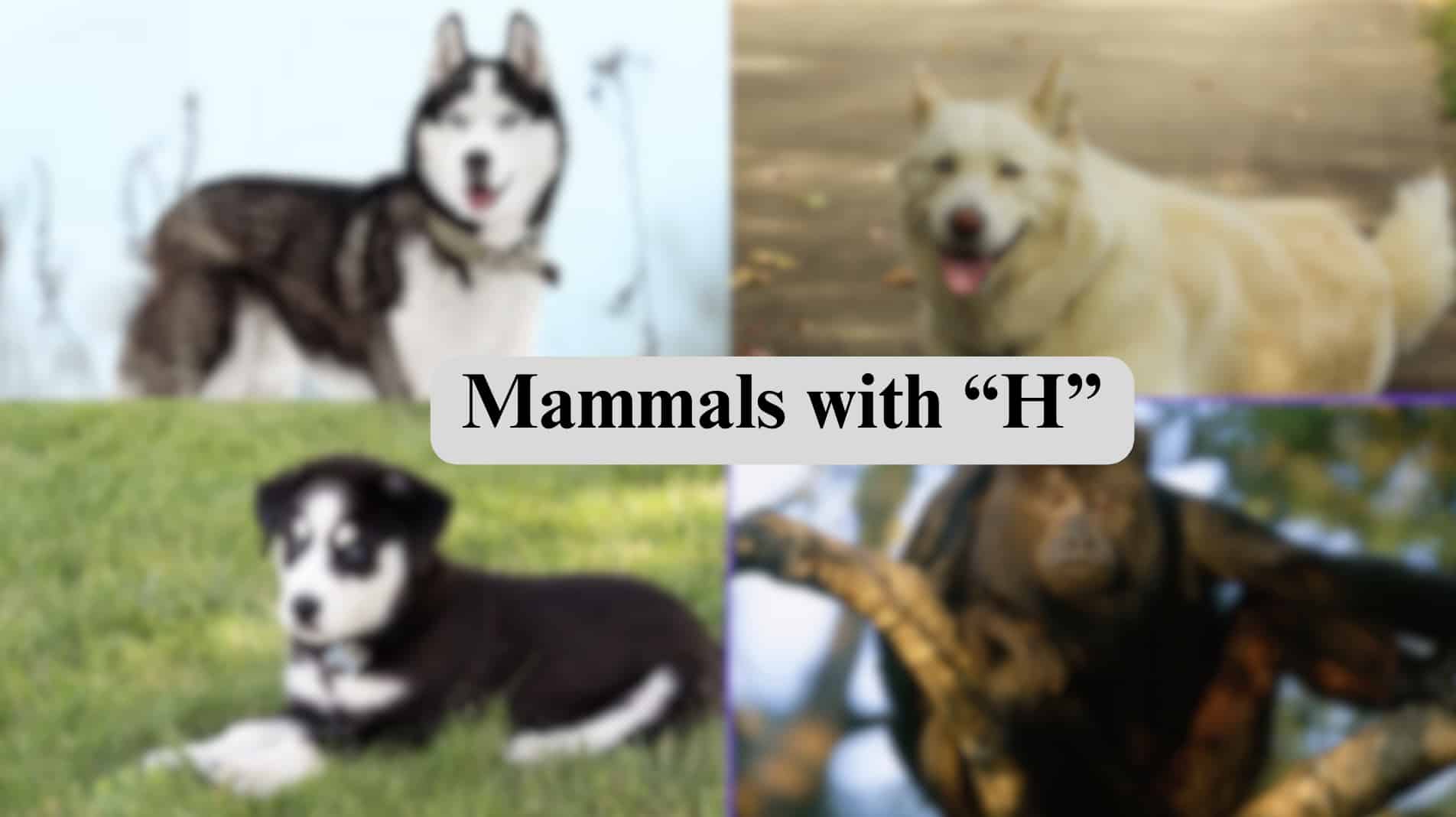 33 Mammals Starting with The Letter "H"