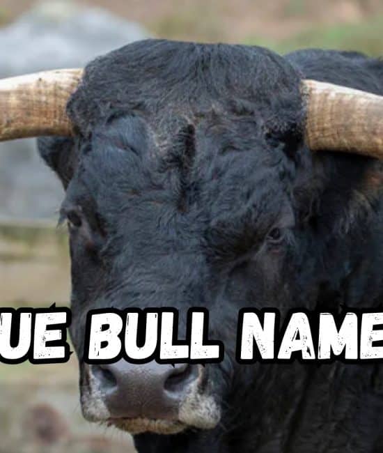 555 Bull Names that Are Bold, Powerful and Unique