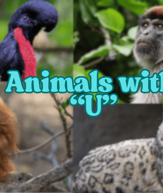 Animals that Starts with Letter "U"