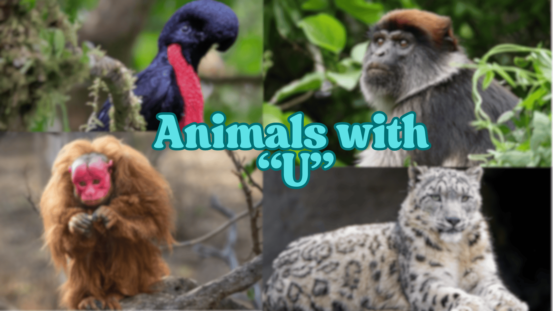 Animals that Starts with Letter "U"