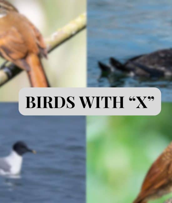 Birds that Start with The Letter "X"