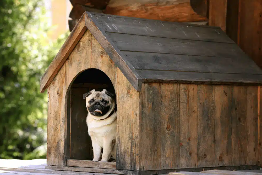 Build a Simple Dog Kennel or Shelter