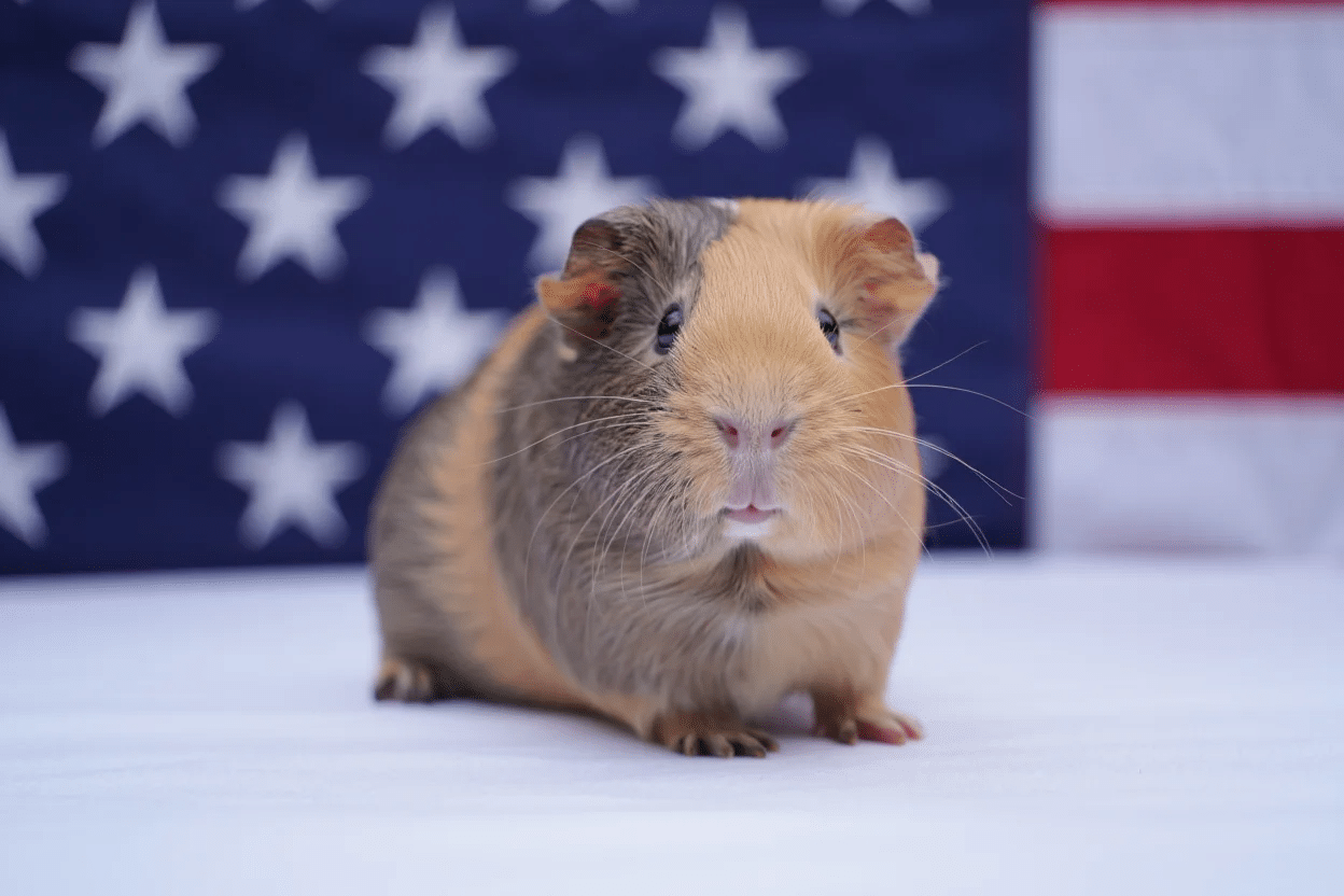 Can_You_Pet_a_Guinea_Pig_in_the_USA