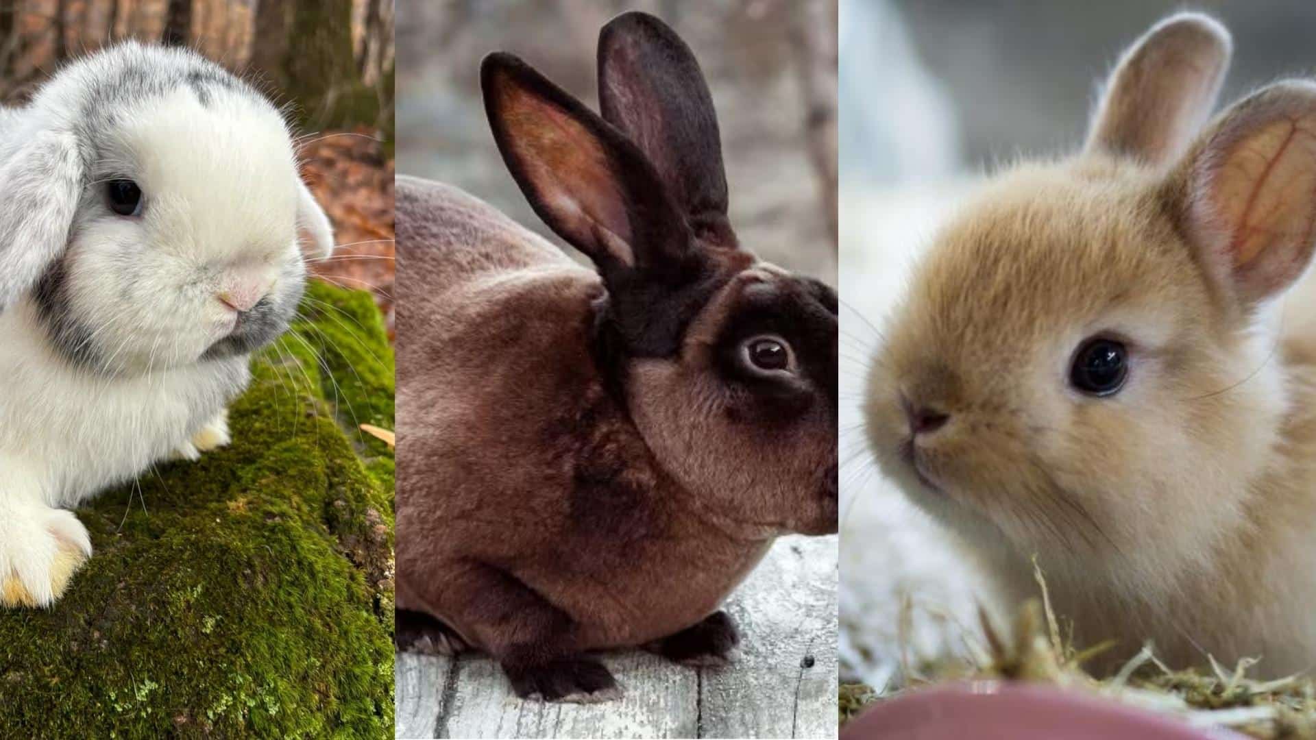 For_Friendly_Petting_Purposes