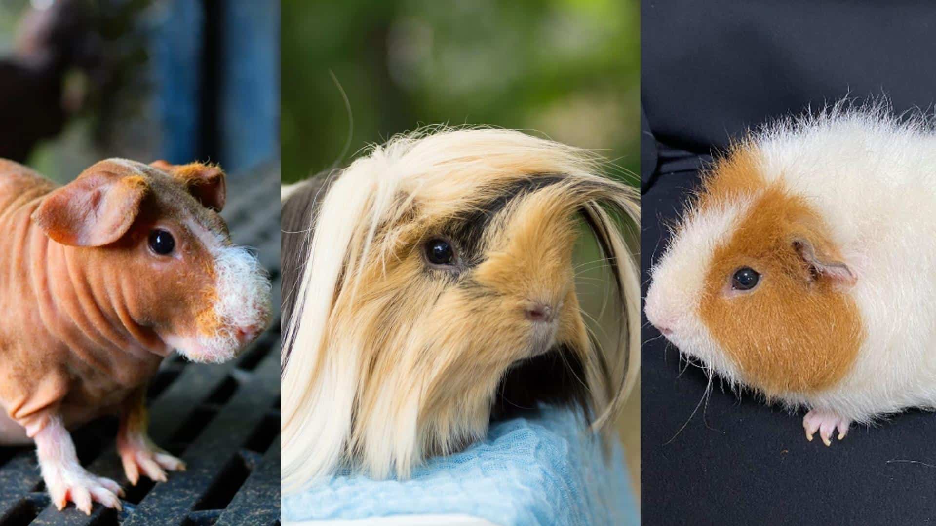 For_Unique_Appearance_or_Personality