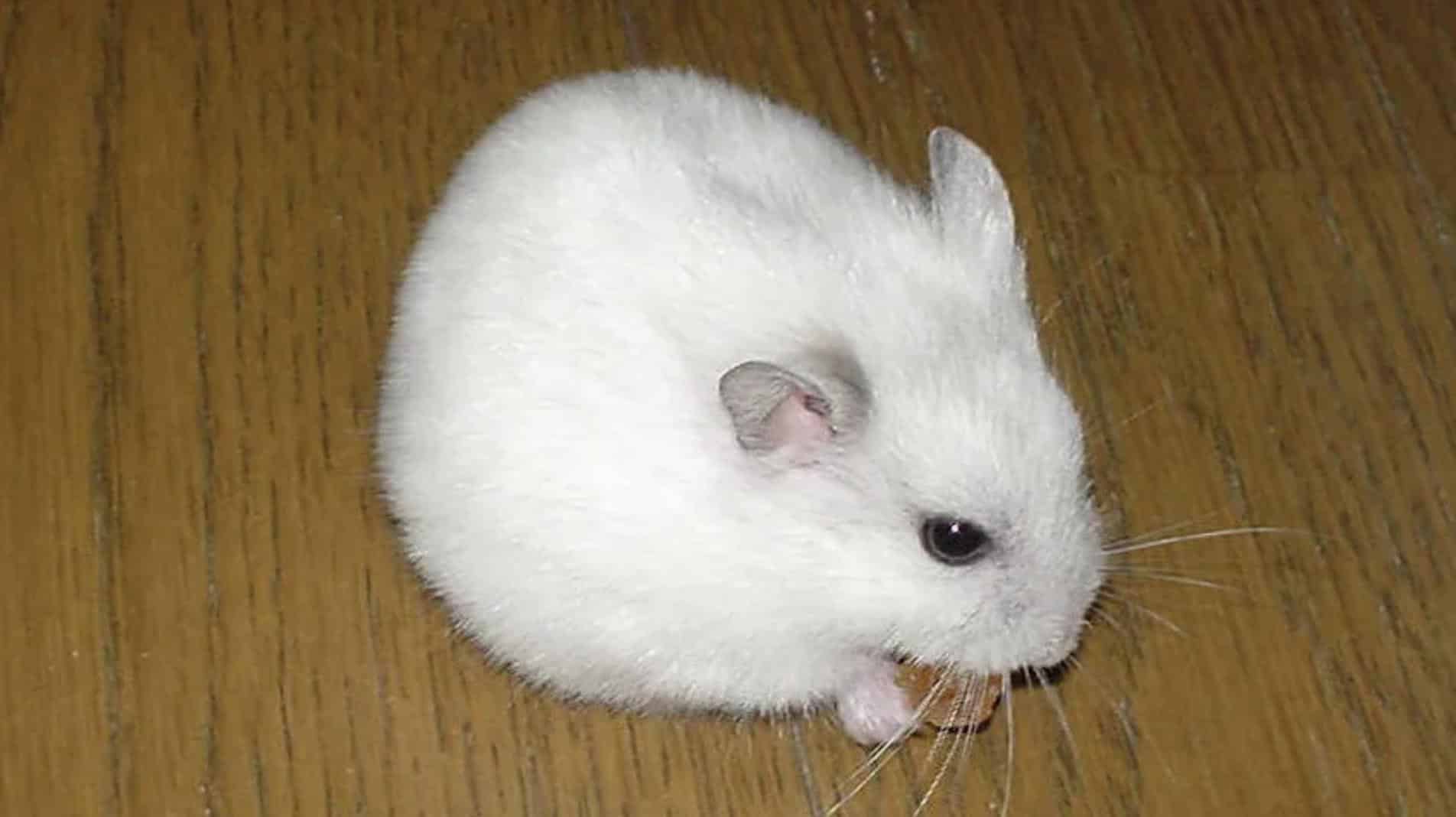 Hamster