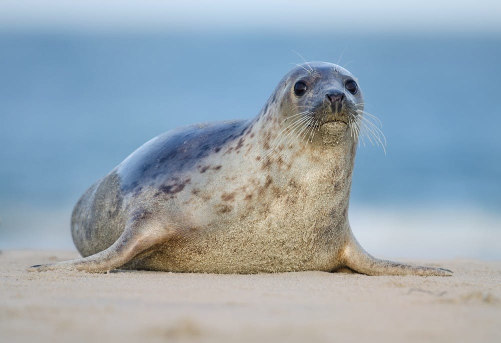 Harbor Seal