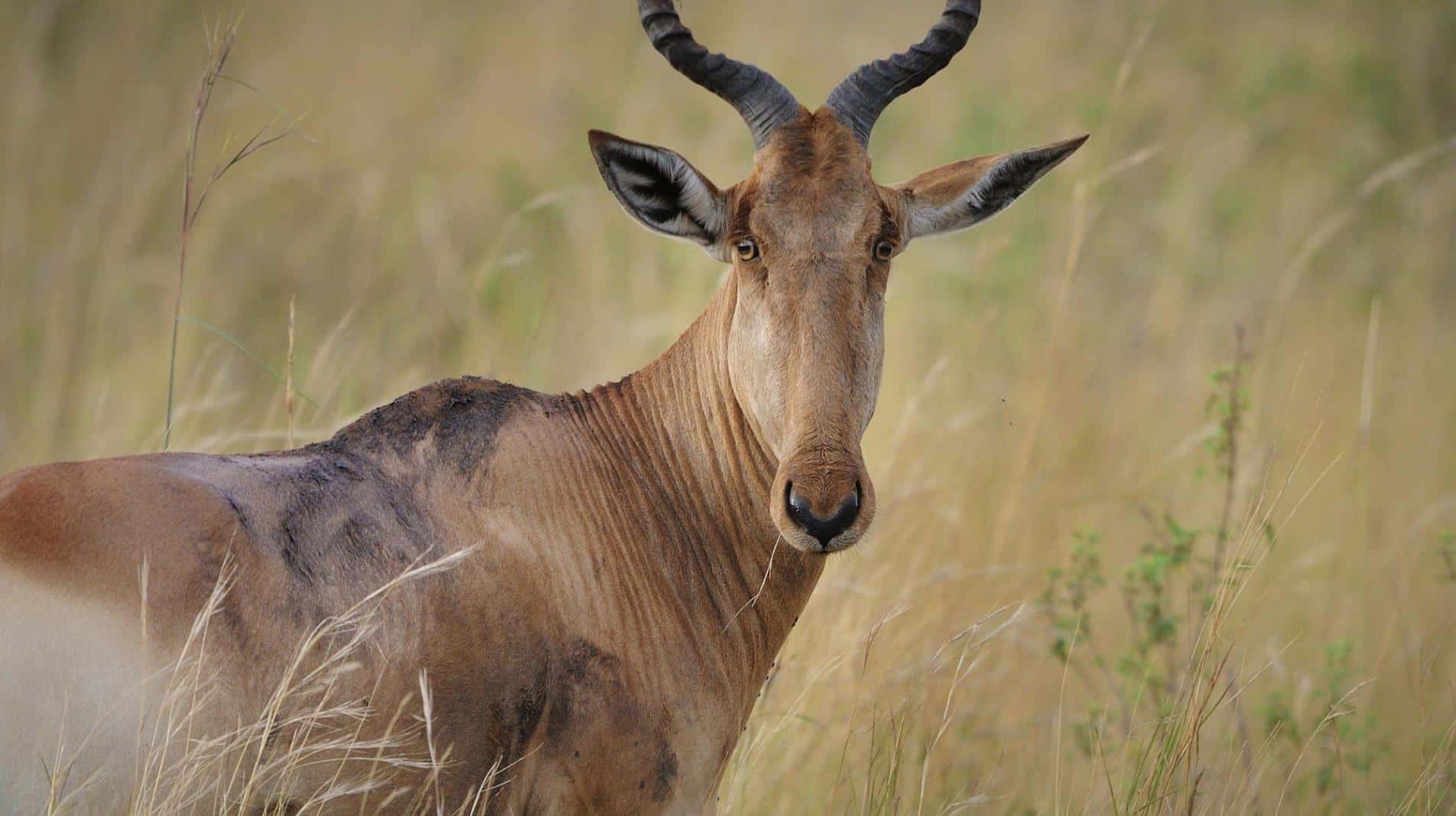 Hartebeest