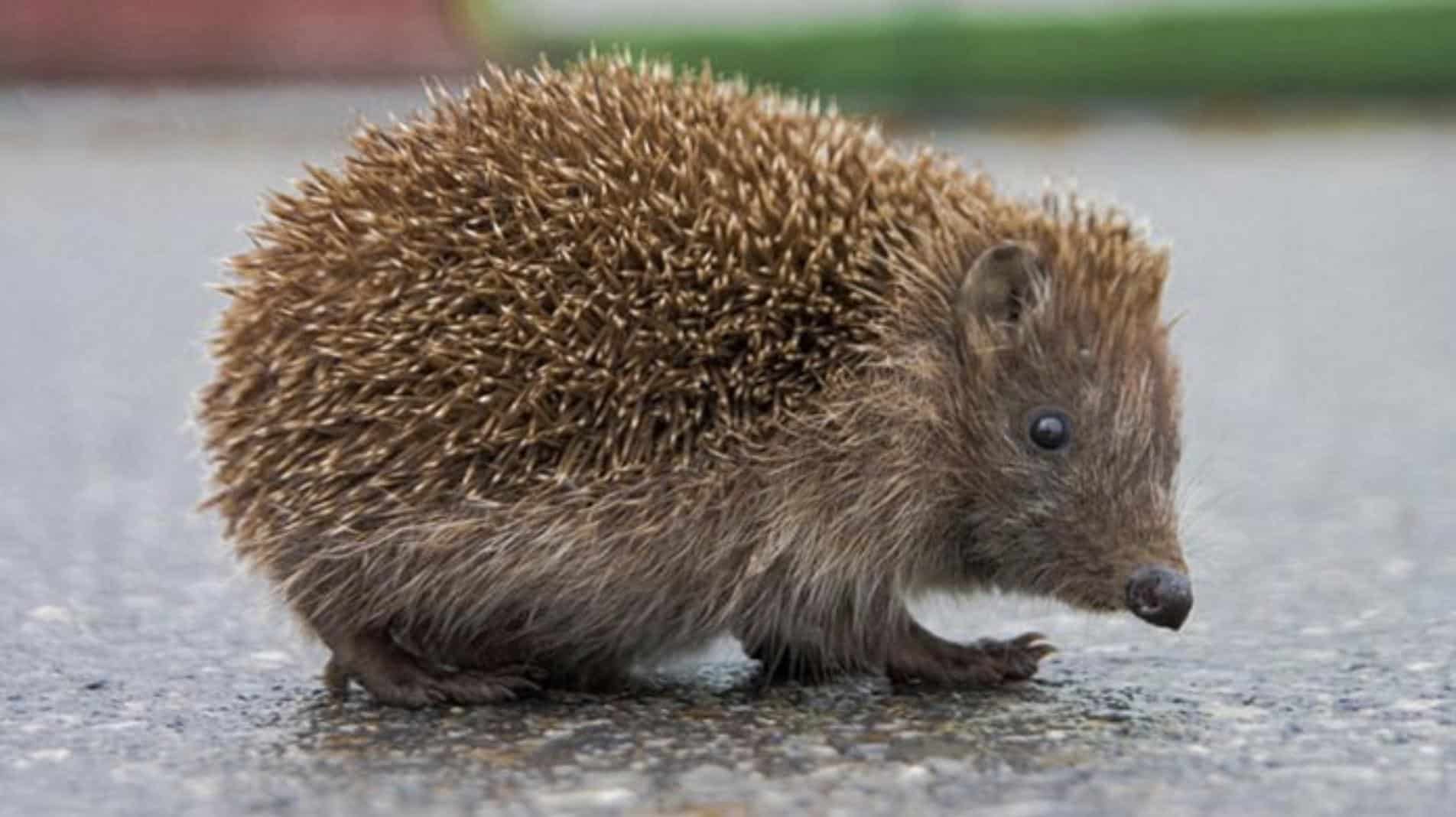 Hedgehog