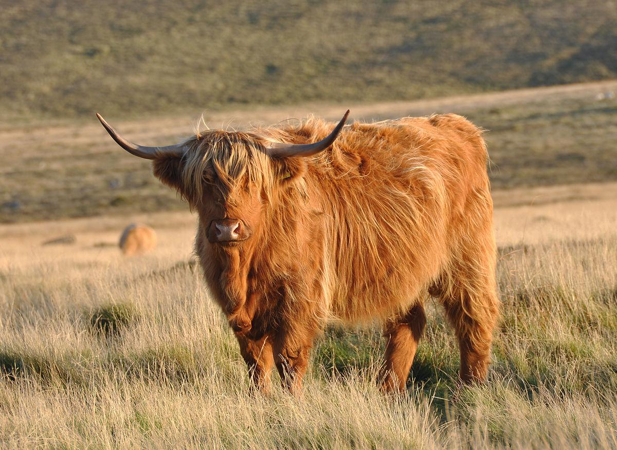 Highland_Cattle