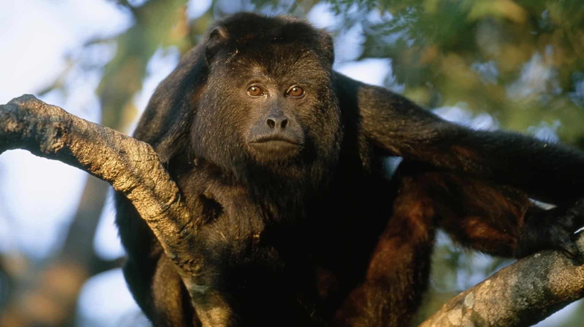 Howler_Monkey