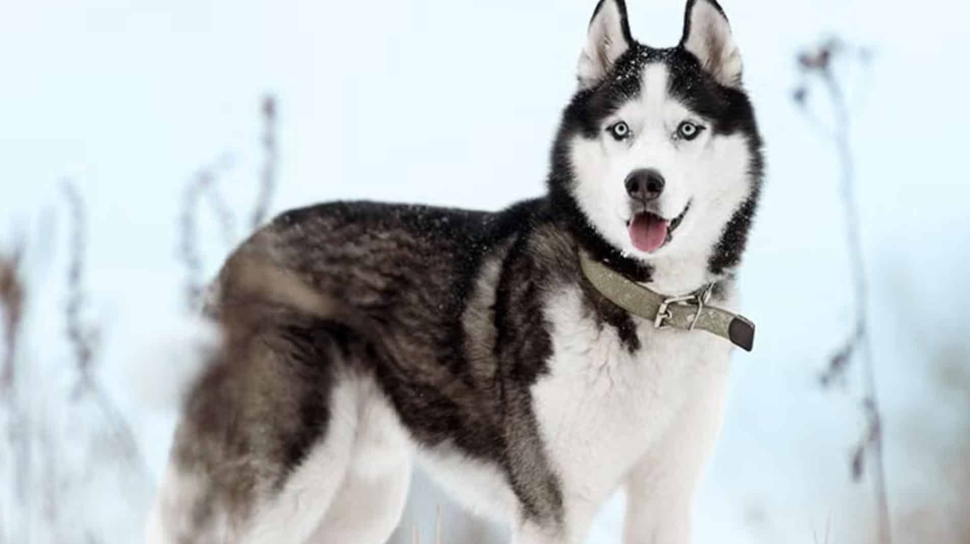 Husky