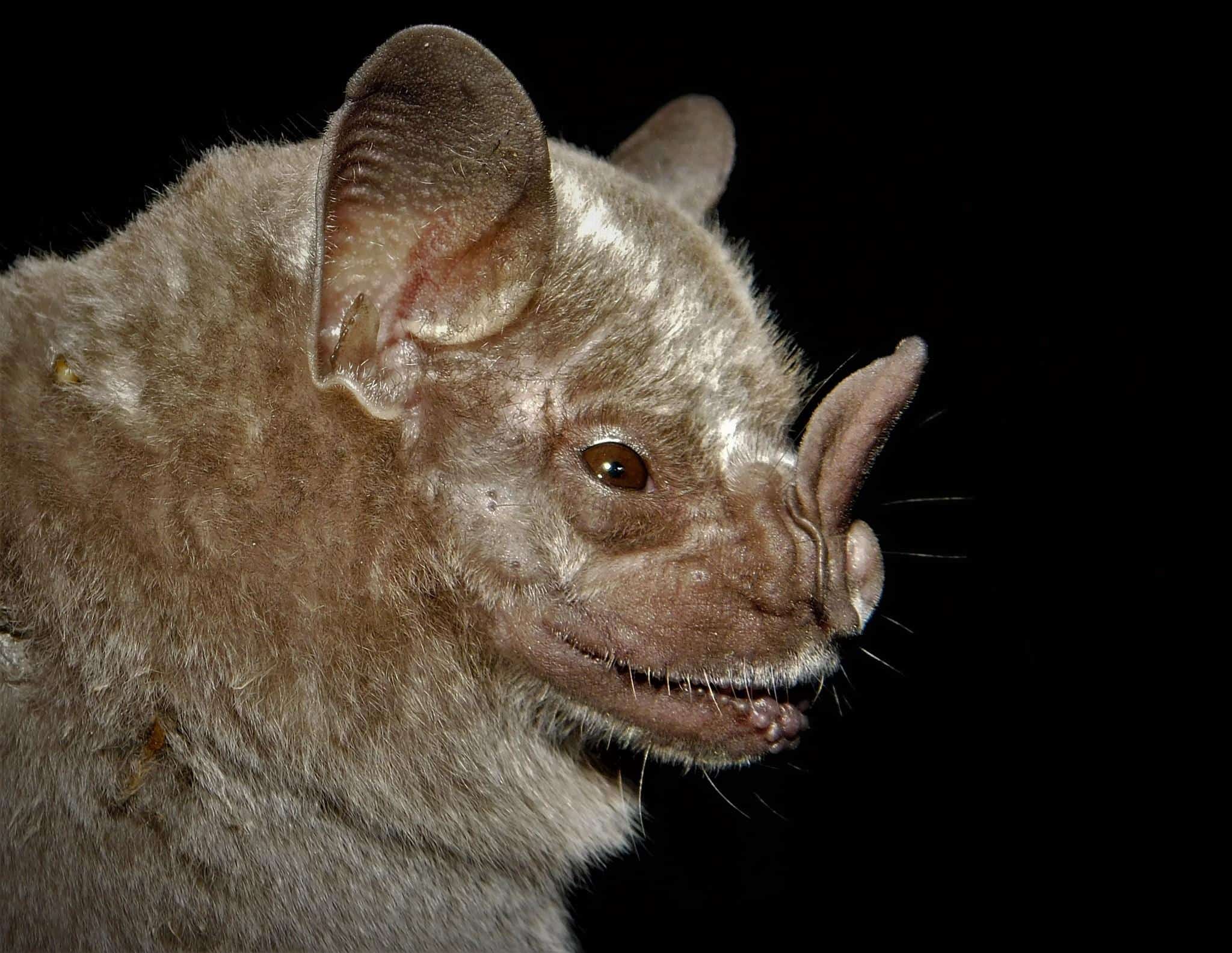 Jamaican_fruit-eating_bat