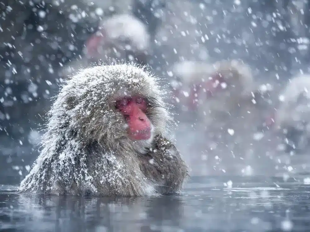 Japanese_Macaque