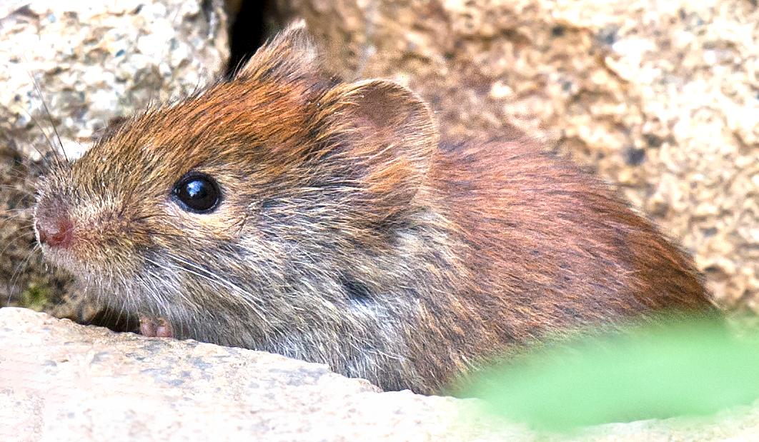 Japanese_Red-Backed_Vole