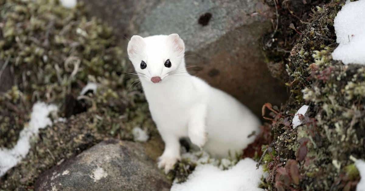 Japanese_Weasel