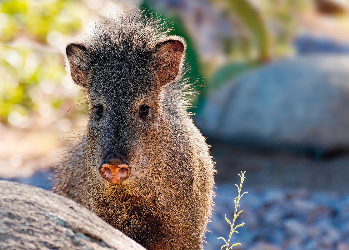 Javelina