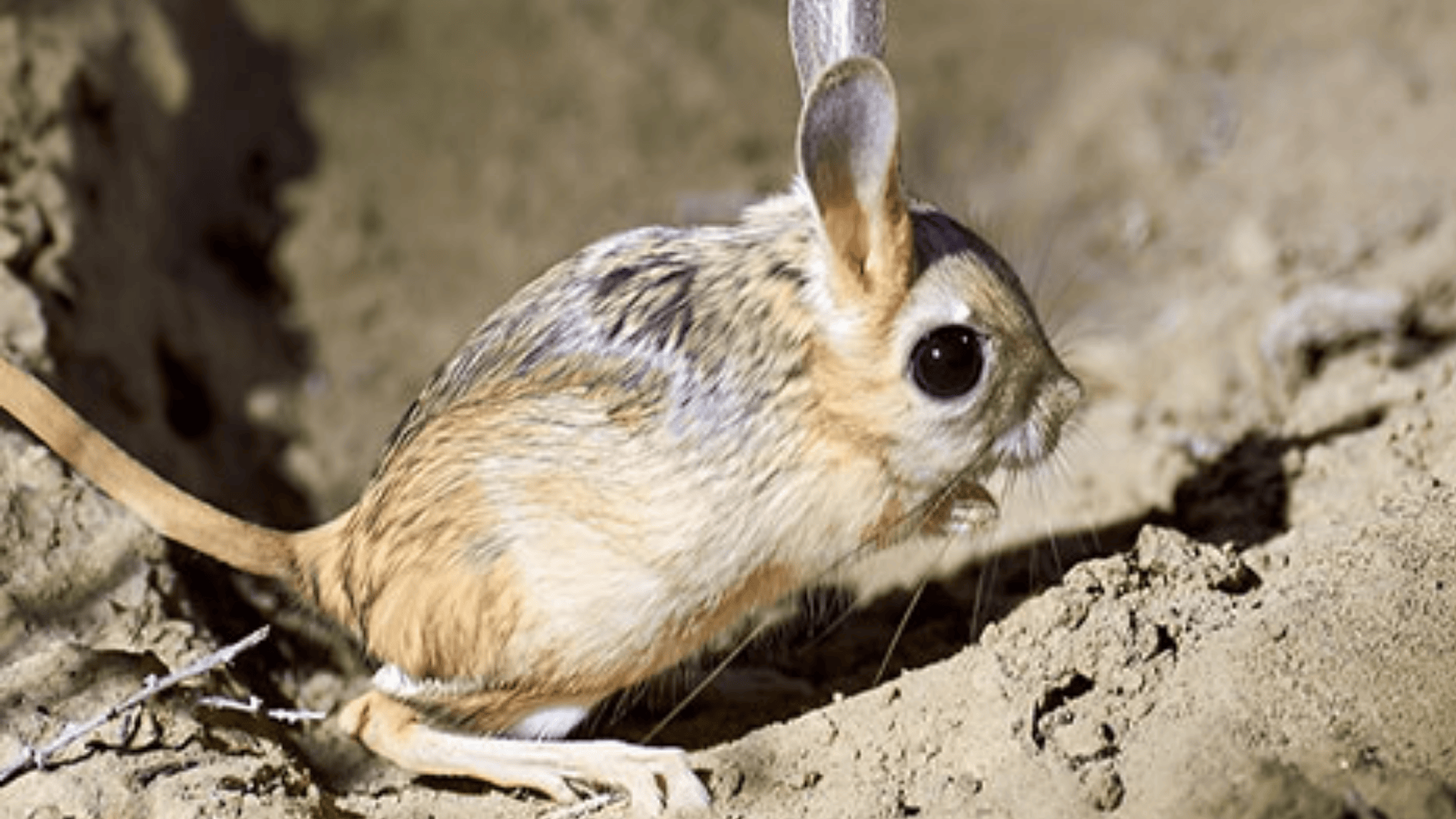 Jerdons_Kangaroo_Rat