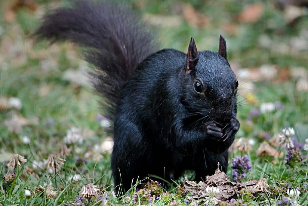 Jet_black_Squirrel