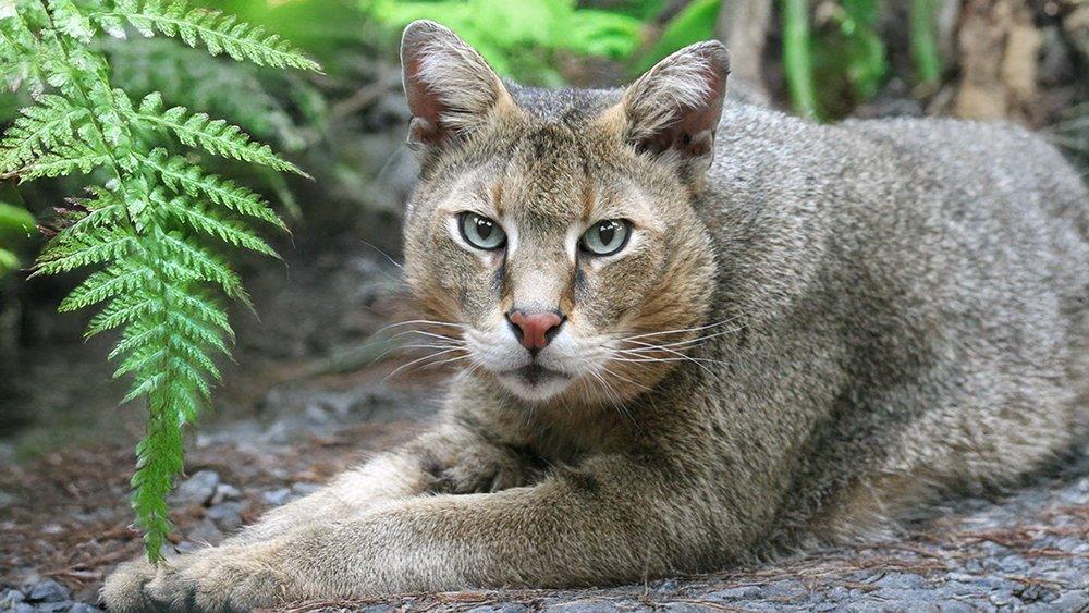 Jungle_Cat