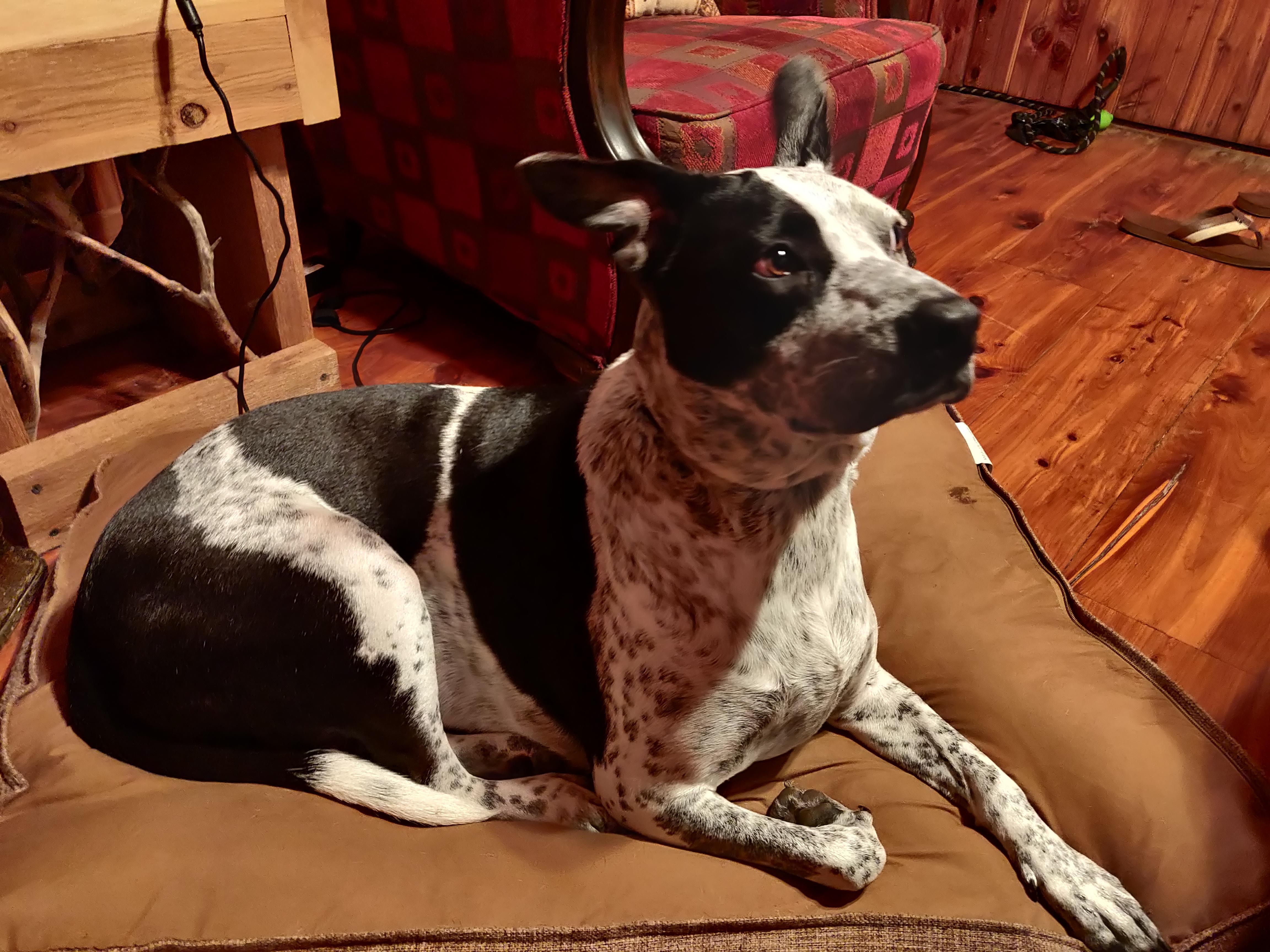 27 Mammals that Start with the Letter