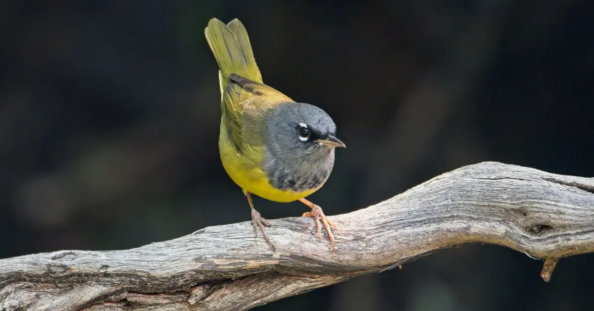 MacGillivrays_Warbler