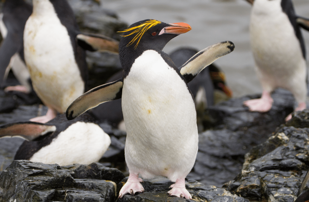 Macaroni_Penguin