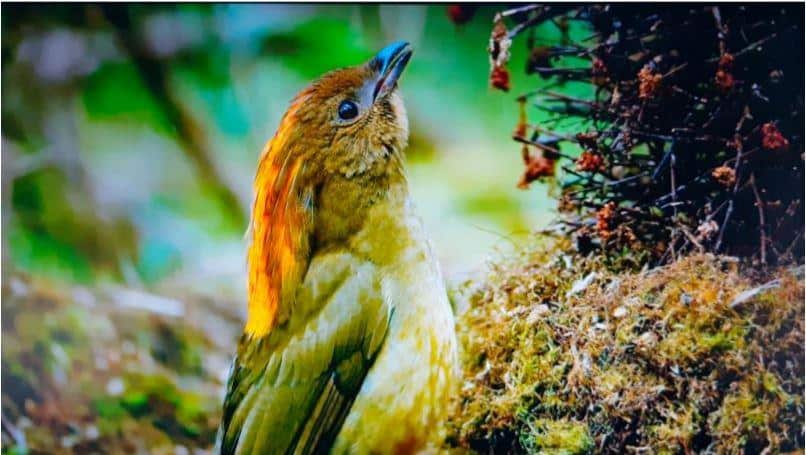Macgregors_Bowerbird