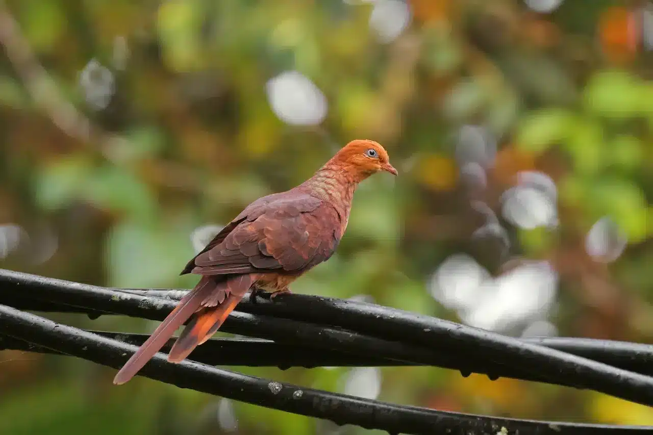 Mackinlays_Cuckoo-Dove