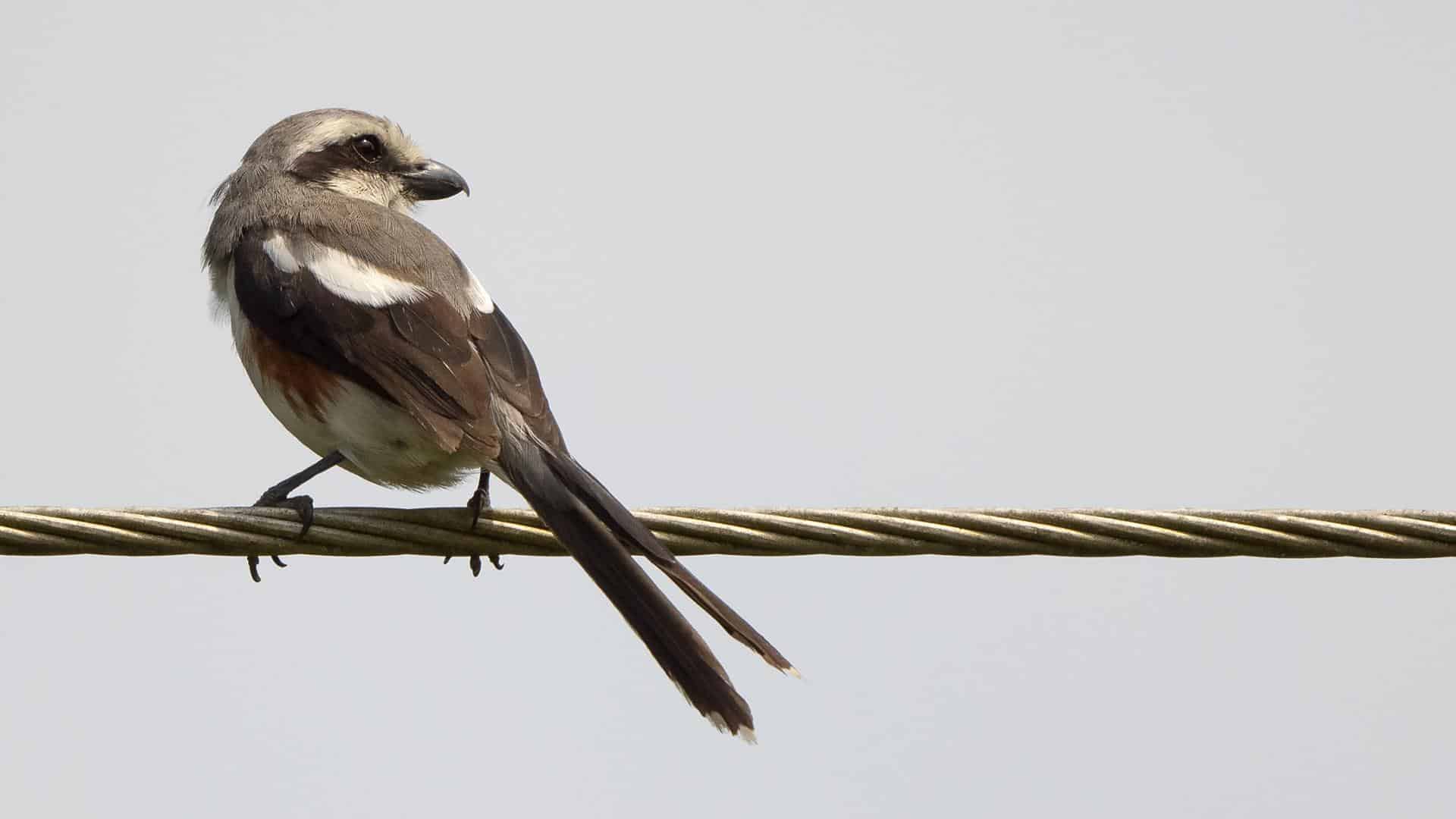 Mackinnons_Shrike