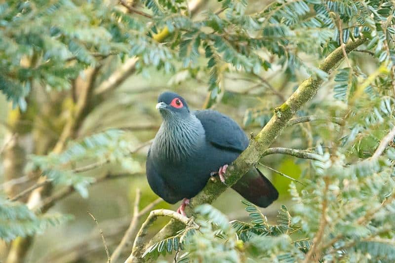 Madagascar_Blue_Pigeon
