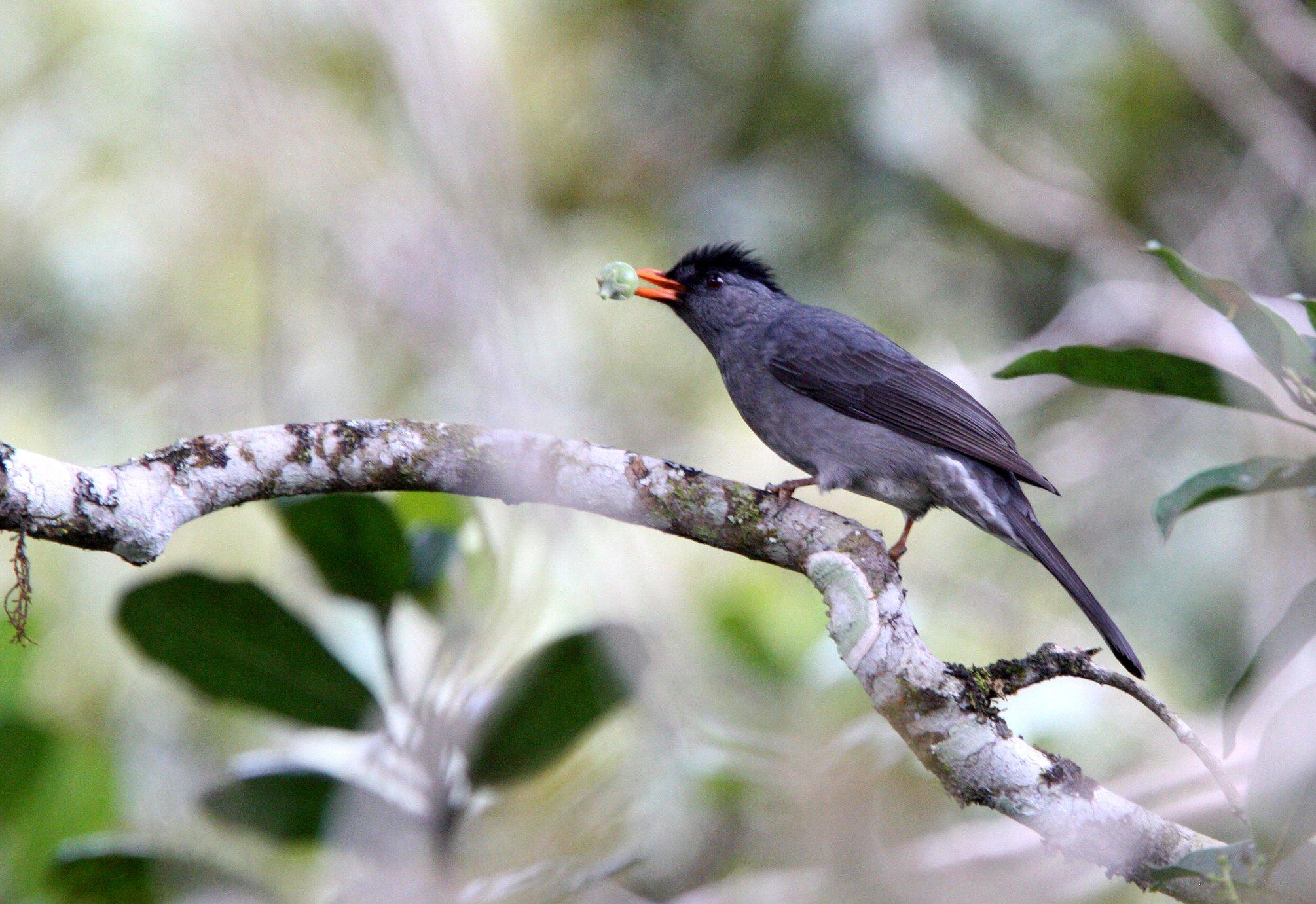 Madagascar_Bulbul