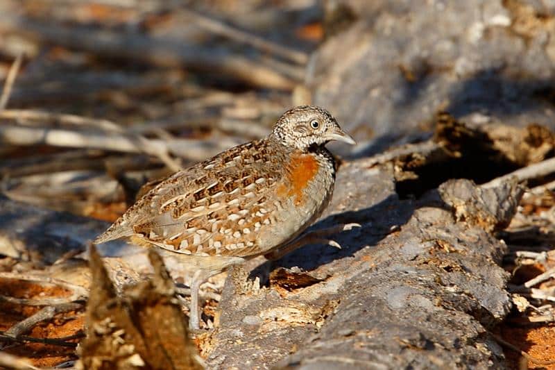 Madagascar_Buttonquail
