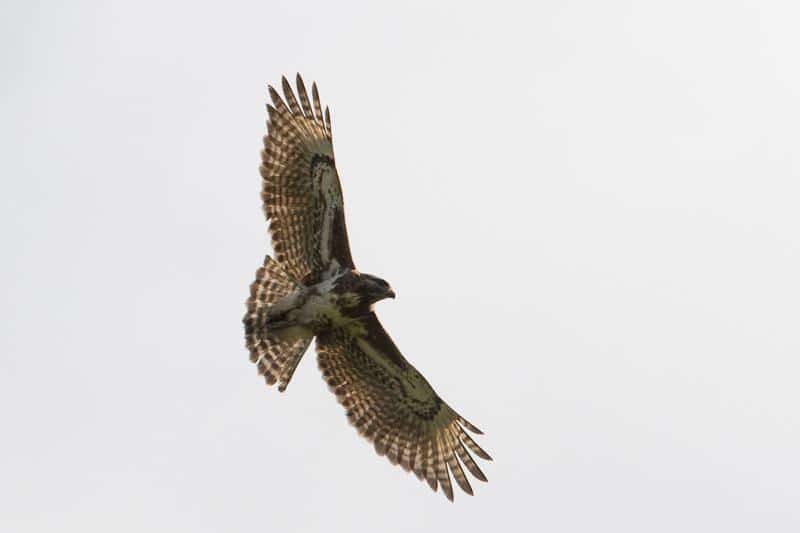 Madagascar_Buzzard