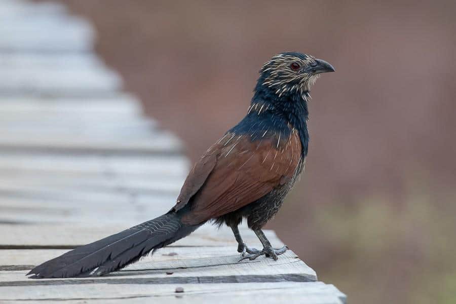Madagascar_Coucal