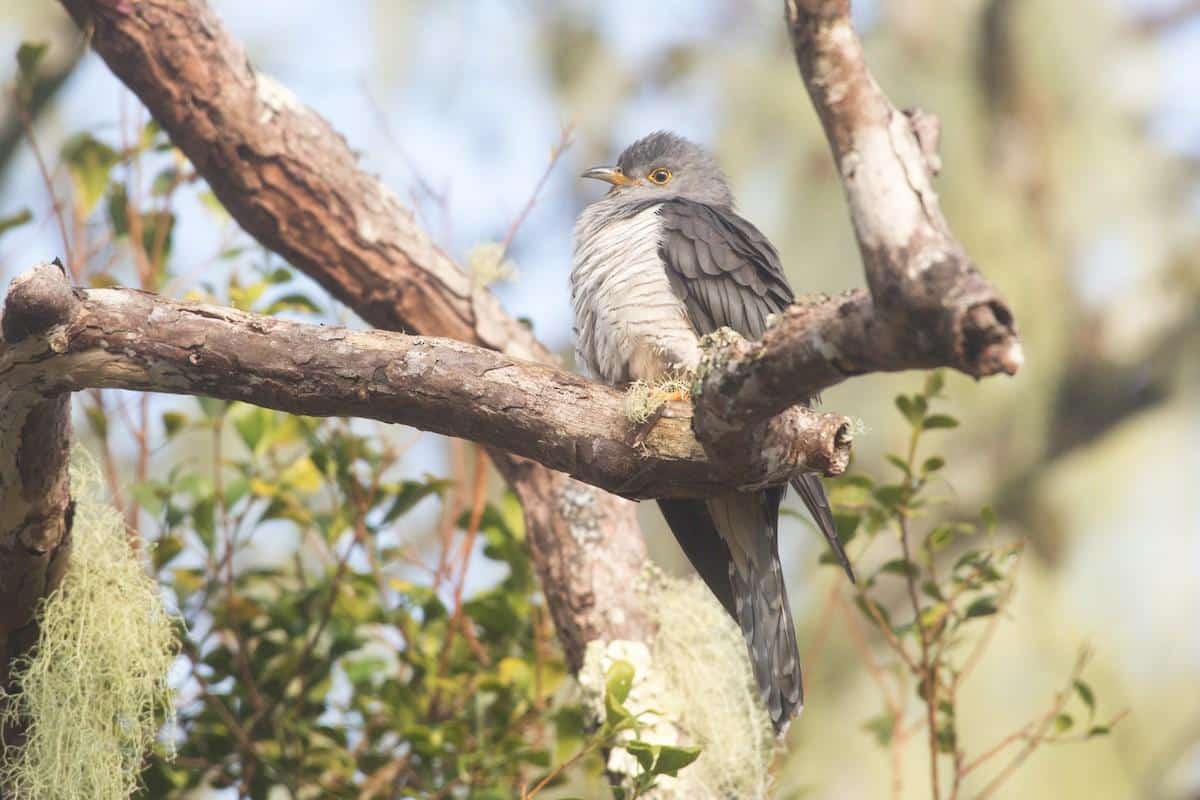Madagascar_Cuckoo