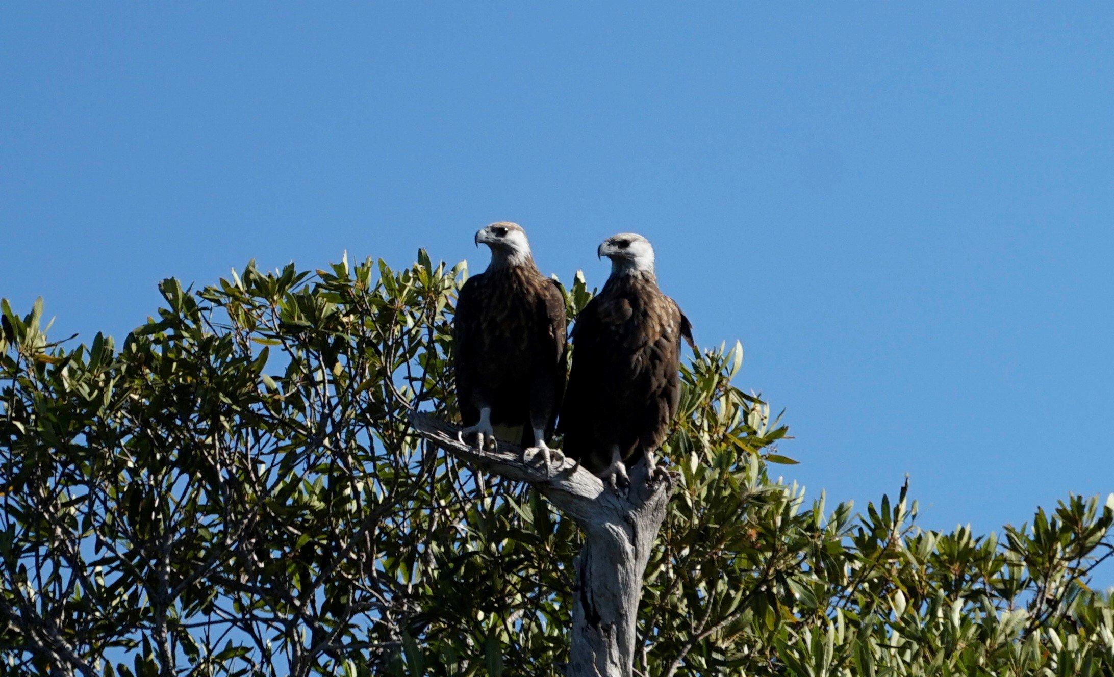 Madagascar_Fish_Eagle