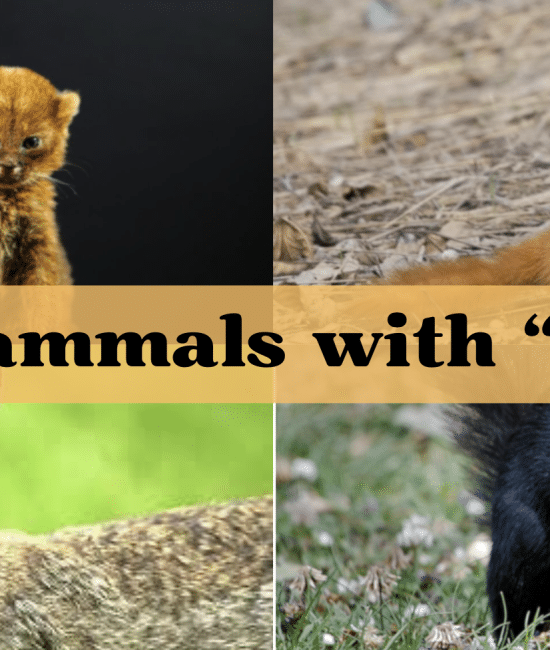 Mammal Starting with The Letter "J"