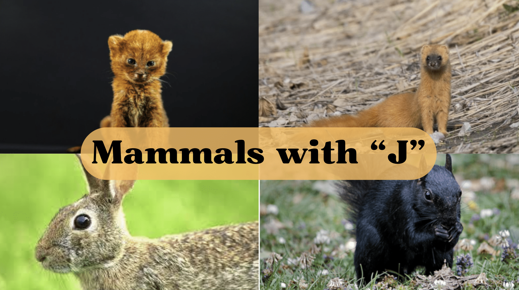 Mammal Starting with The Letter "J"