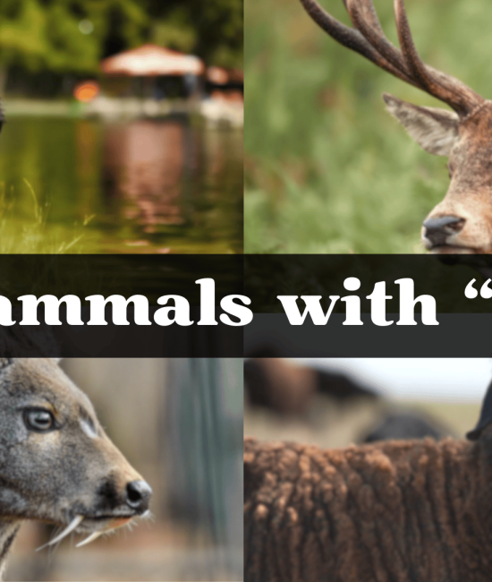 Mammal Starting with The Letter "K"