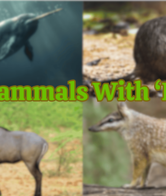 Mammals that Begin Their Name with Letter 'N'
