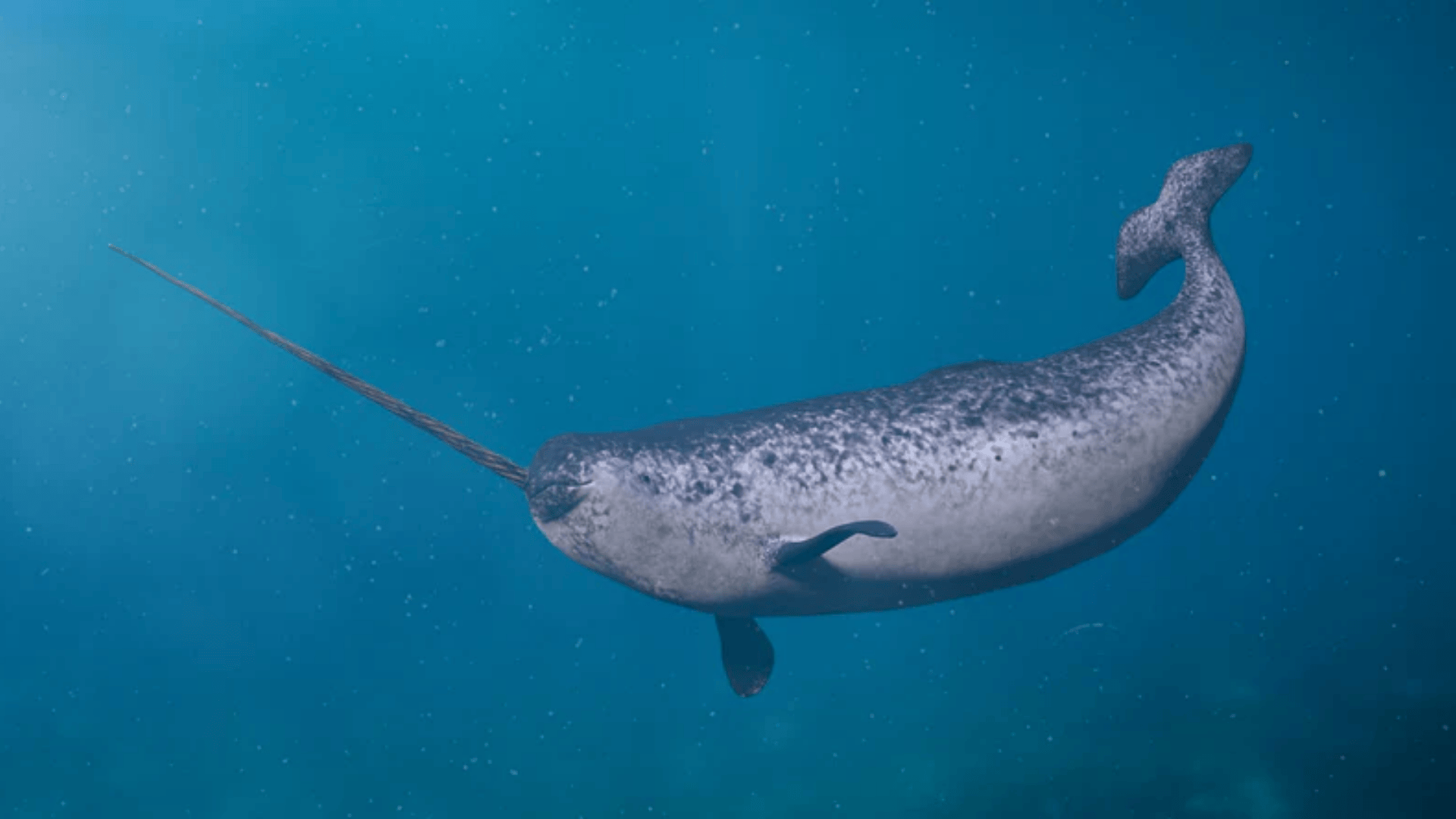 Narwhal
