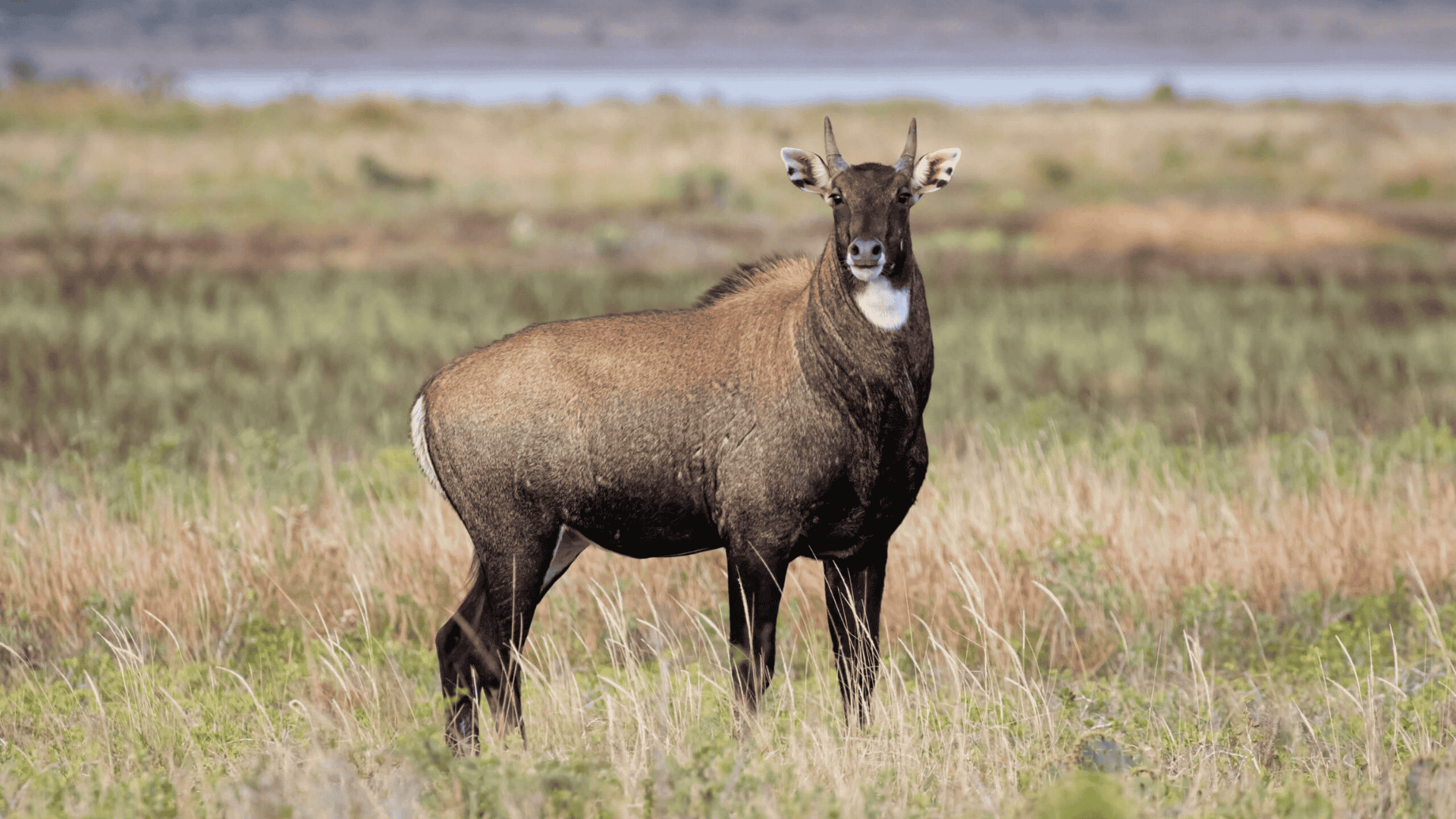 Nilgai