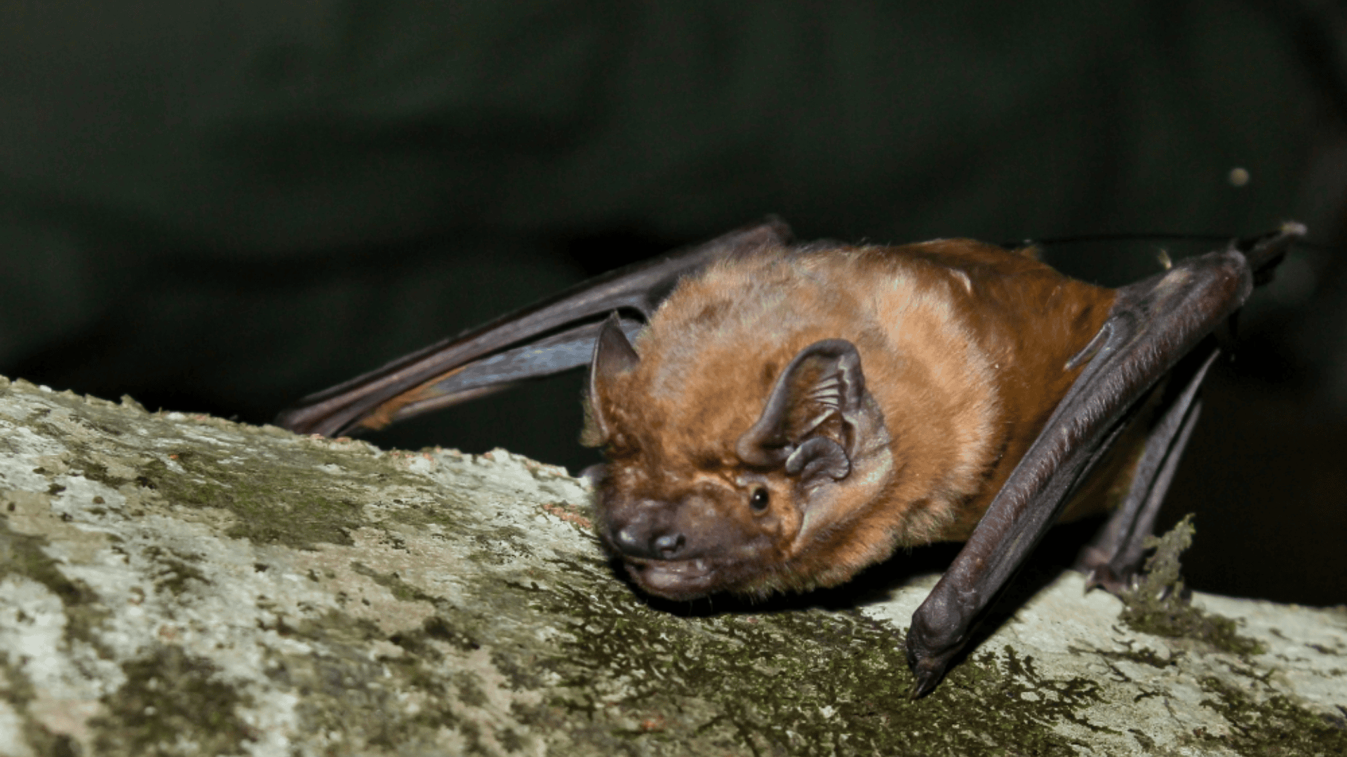 Noctule_Bat