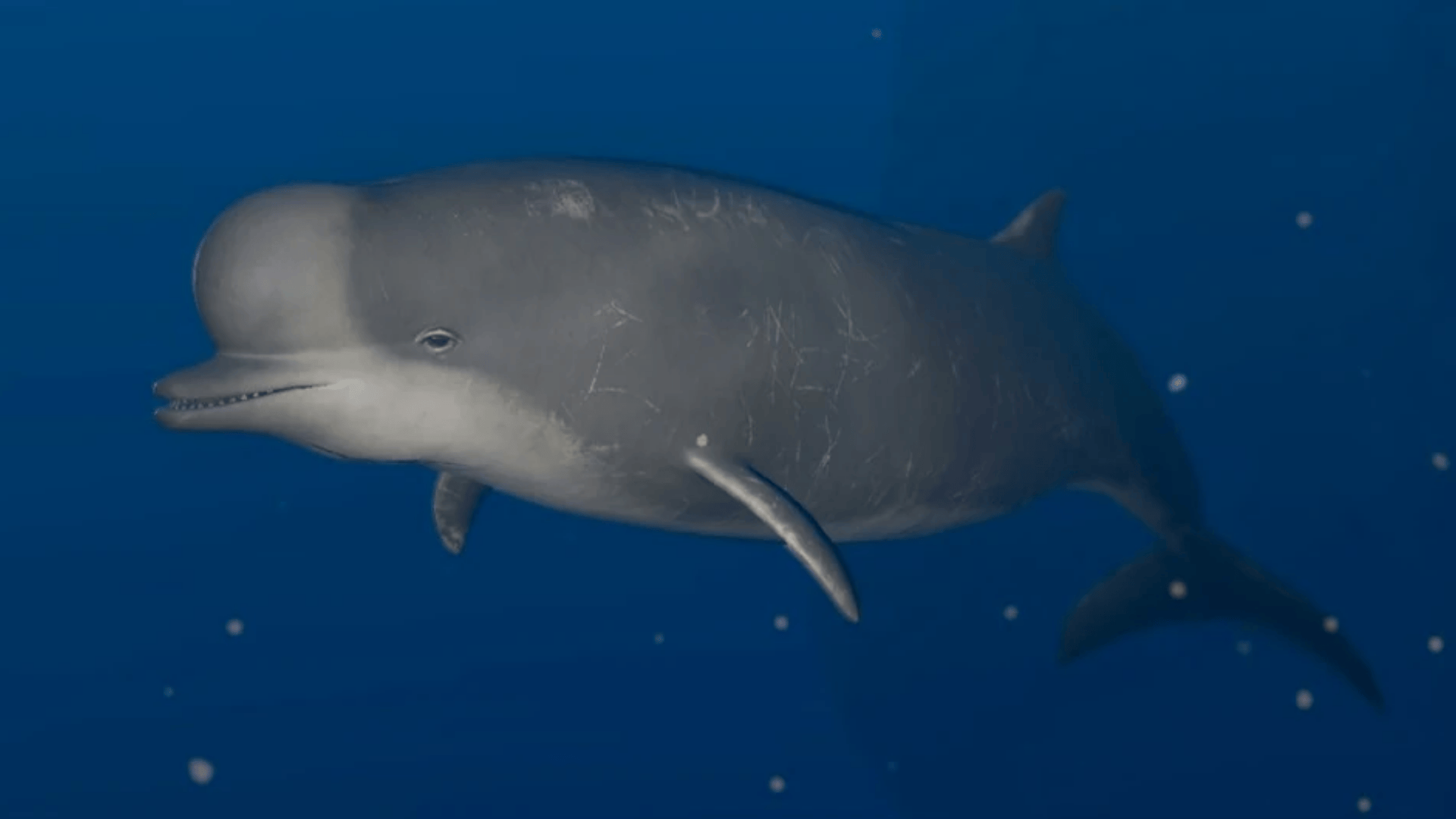 Northern_Bottlenose_Whale