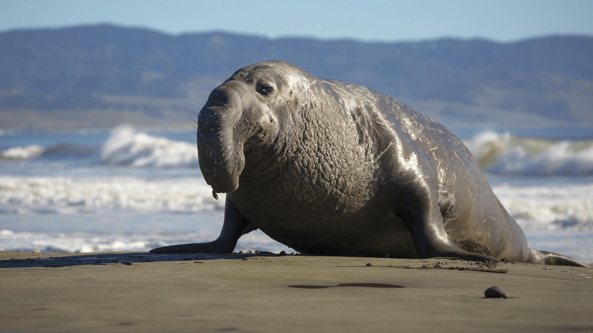 Northern_Elephant_Seal