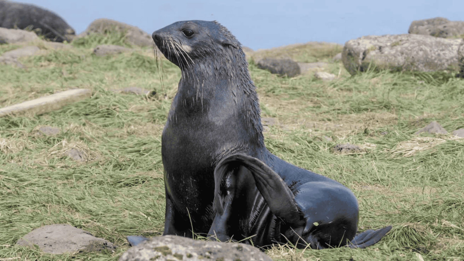 Northern_Fur_Seal