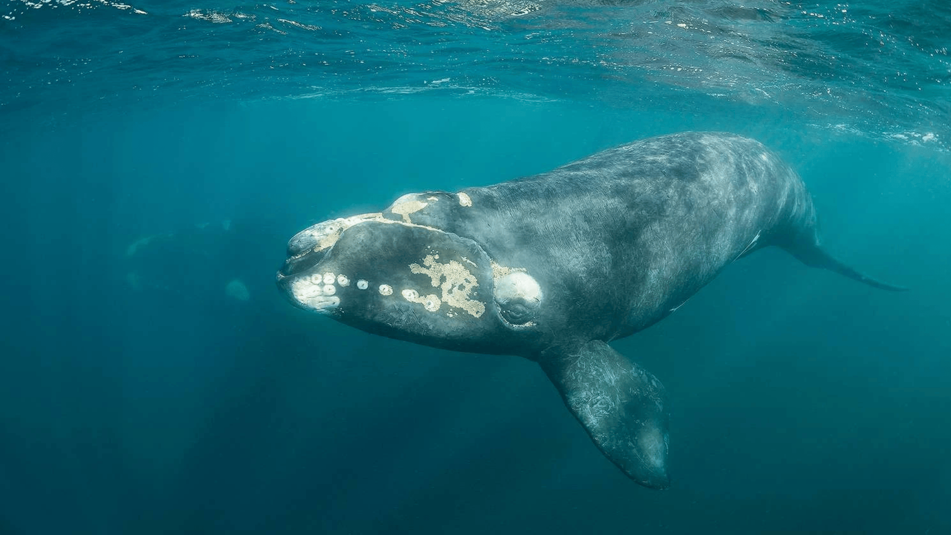 Northern_Right_Whale