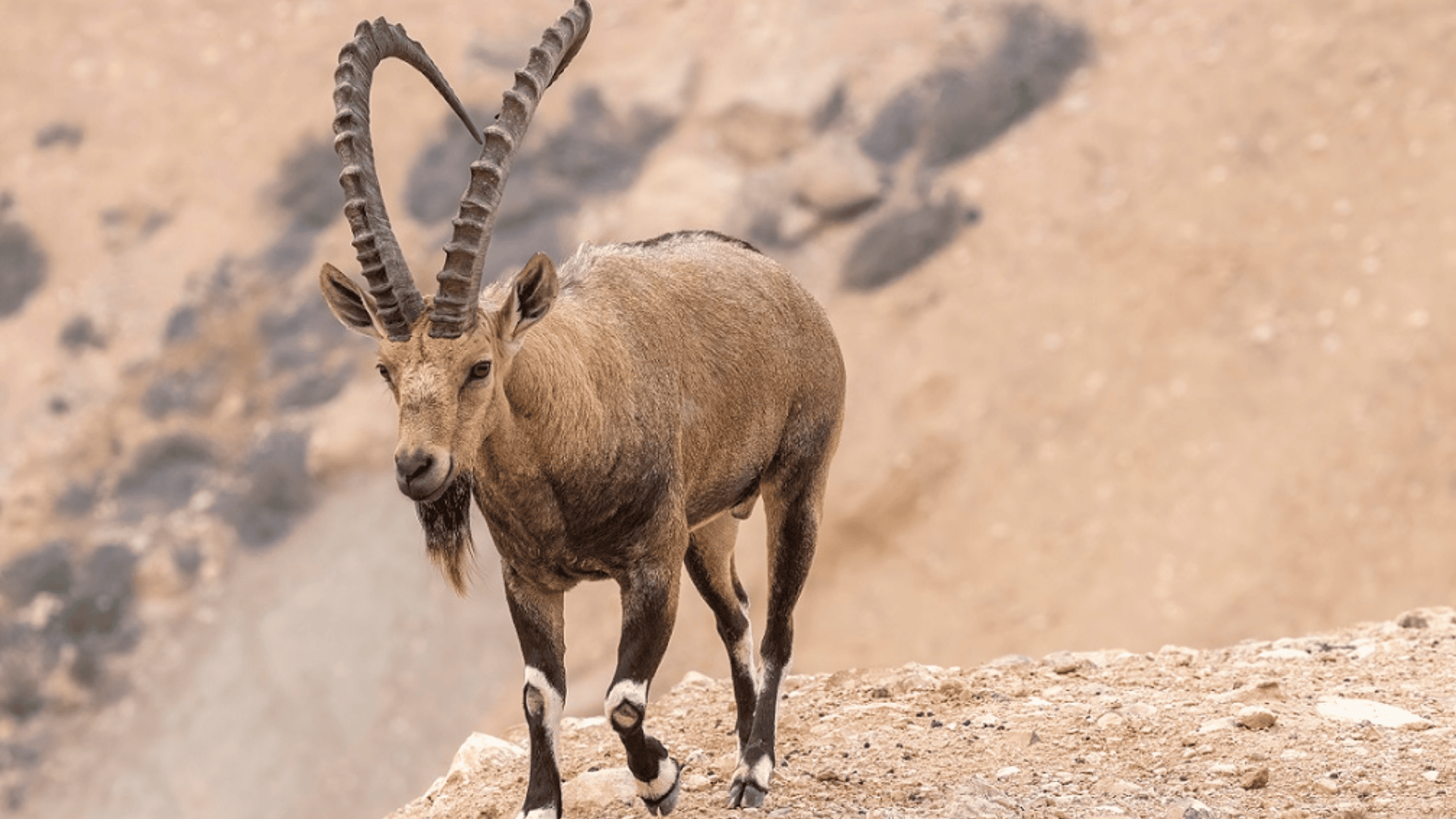 Nubian_Ibex