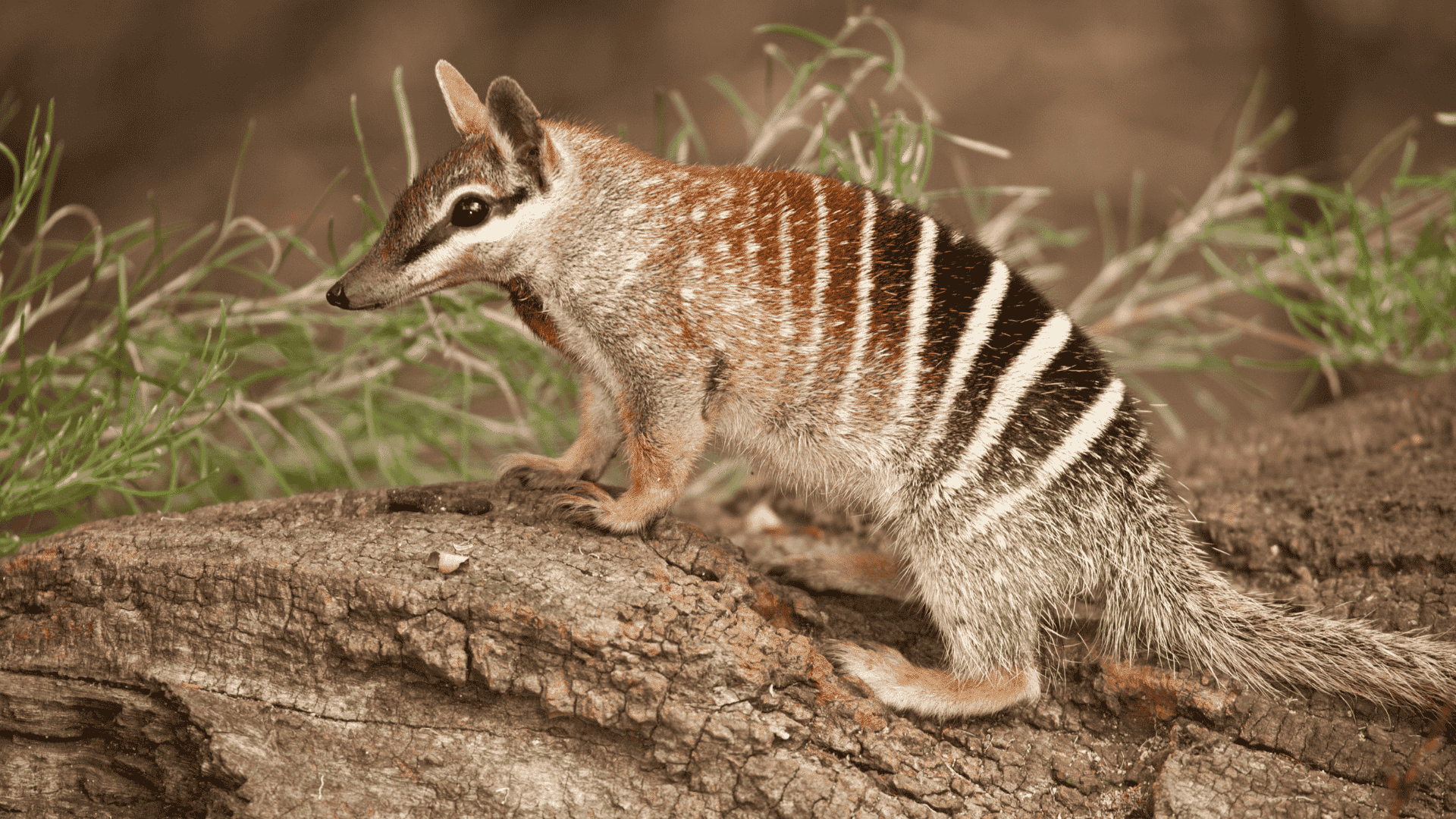 Numbat